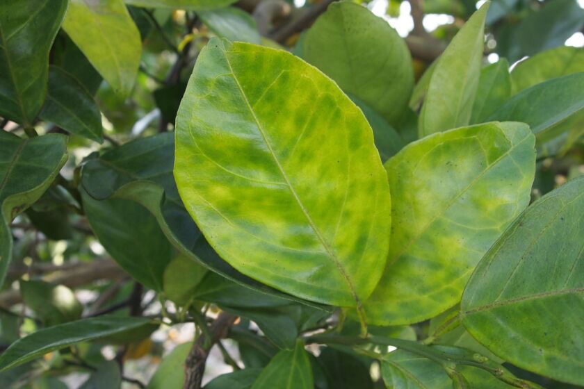 Blotchy mottle is a typical symptom on citrus leaves infected by Huanglongbing, a deadly citrus disease. Photo credit: Citrus Research Board