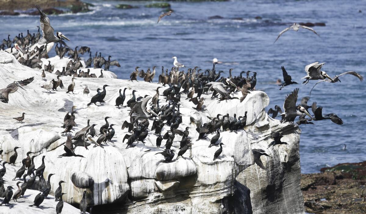 Birds on the rocks at La Jolla Cove. The stink from bird and sea lion waste has led to a lawsuit demanding action by the city.