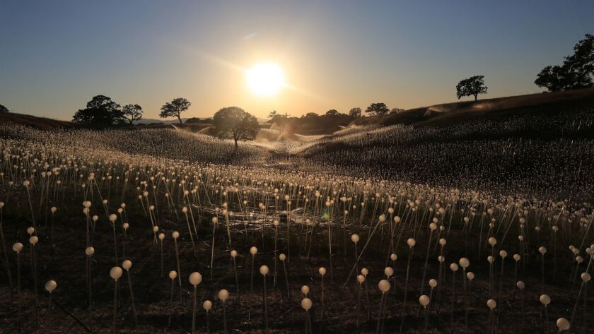 Artist Bruce Munro Turns California Meadow Into Mesmerizing Field Of Light Los Angeles Times