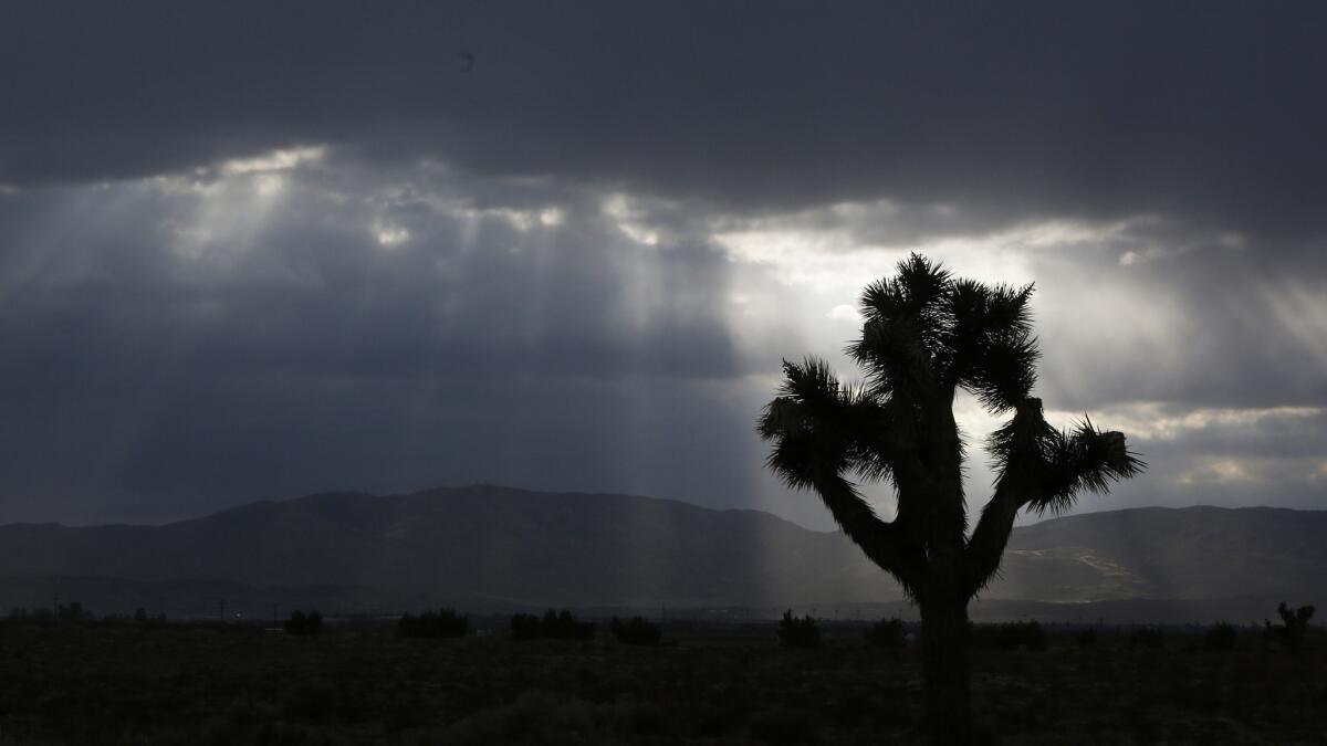 A Joshua tree; it and others face significant reductions if global warming continues at its current pace