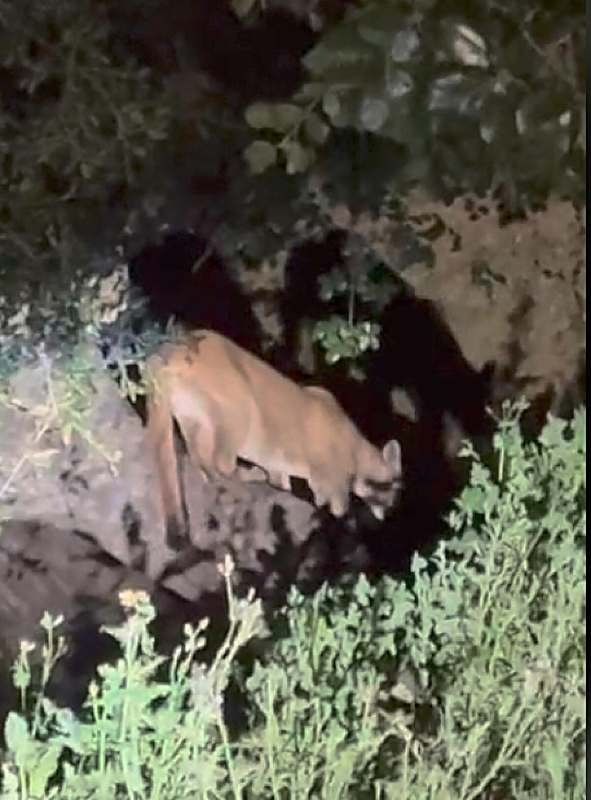 Video still of a mountain lion at night 