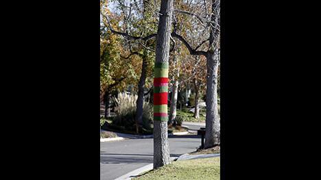 A tree on Lynnhaven Lane wears a sweater as temperatures drop on the first day of Winter in La Cañada Flintridge on Thursday, Dec. 21, 2017.