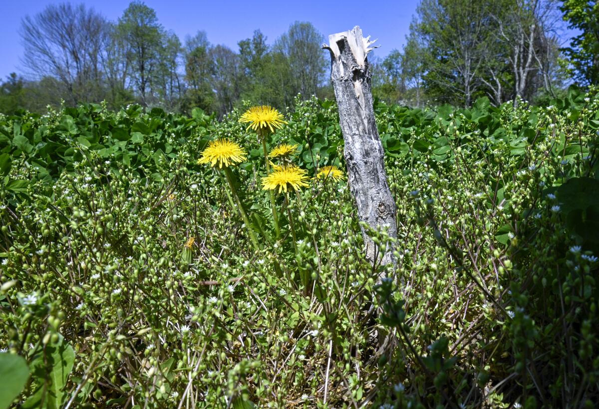 Plant stalks in a marijuana planting field.