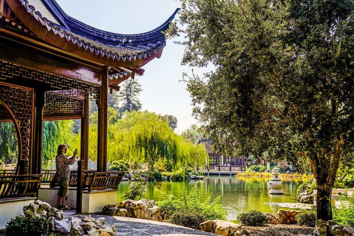 A person standing in a Chinese-style pagoda takes a photograph of the Chinese Garden at the Huntington Library.