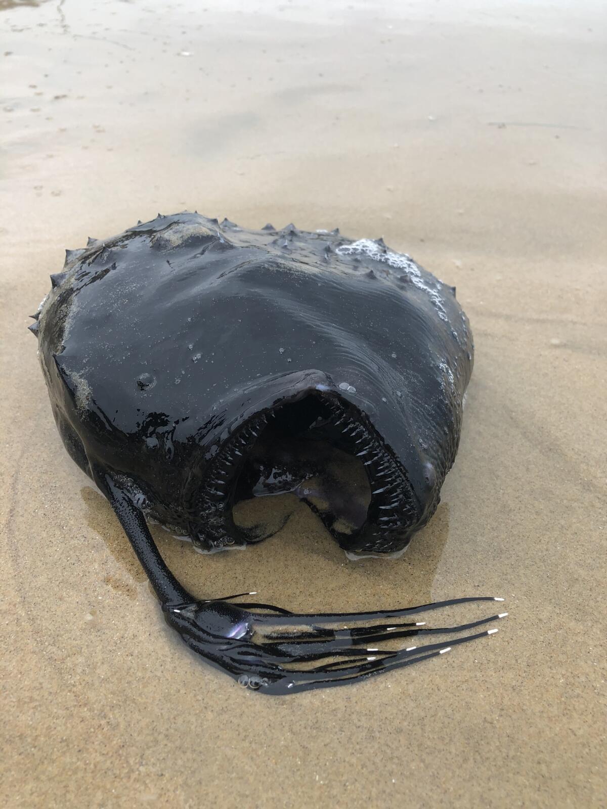 Ben Estes found the anglerfish while taking a walk at Crystal Cove State Beach Friday.