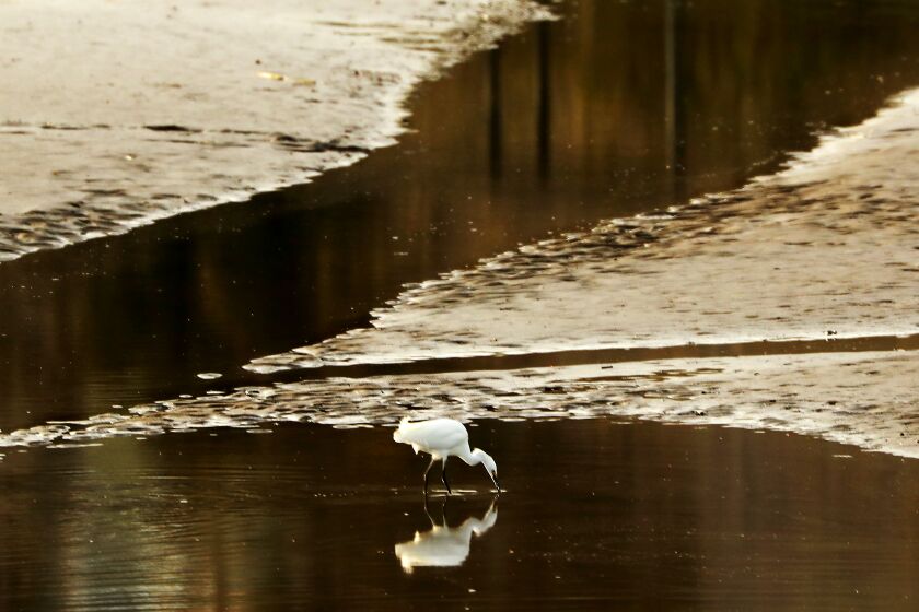  An egret forages in Malibu Lagoon at low tide. 