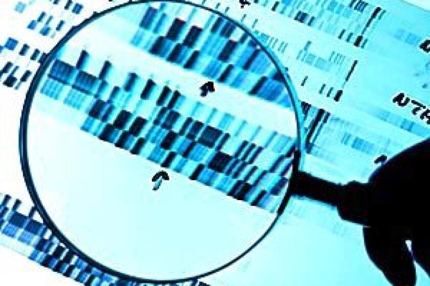 HUMAN GENOME: DNA analysis magnified.