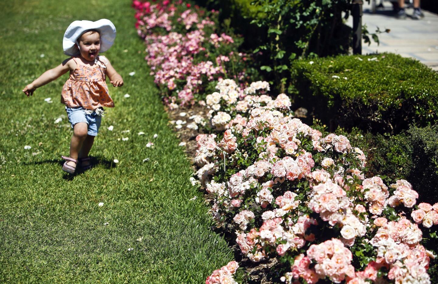 Maya Skillman, from Santa Clarita, plays in the rose garden at the Huntington Library, Art Collections and Botanical Gardens in San Marino. In the foreground are 'Peach Drift' shrub roses.