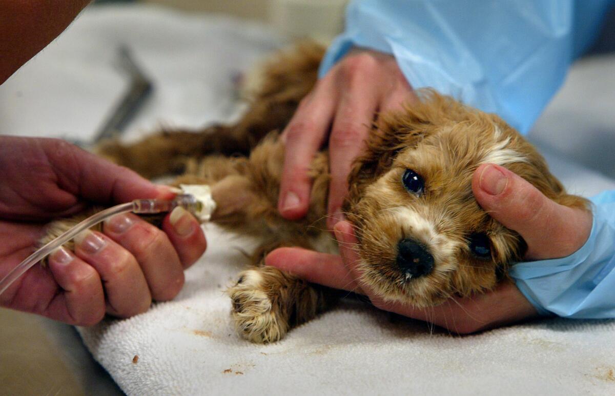 Humane Society staff members treat a critically ill cocker spaniel with a parvovirus infection after having a seizure in San Diego. Cases have been on the rise in L.A. County, officials warned this week.