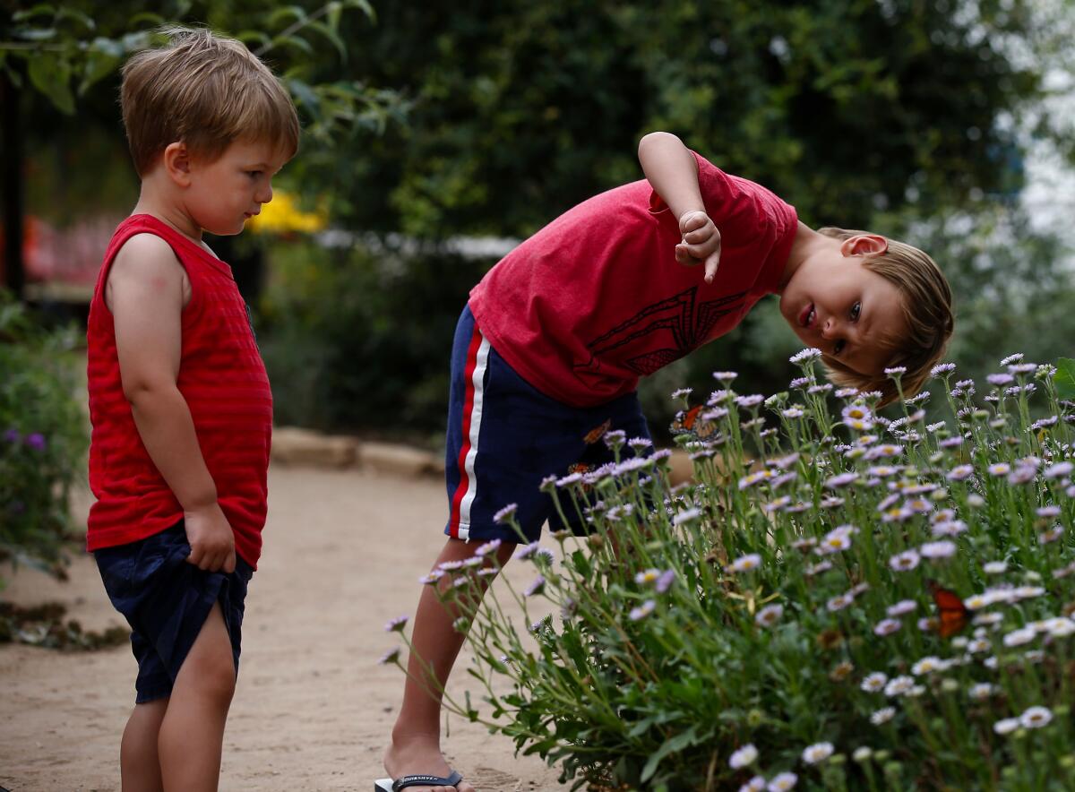 Two little boys inspect insects on flowering grasses.