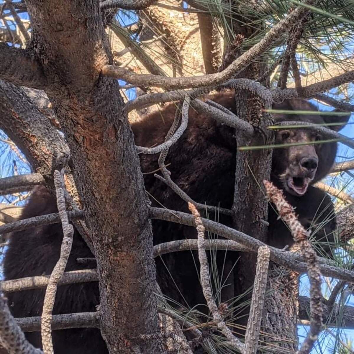 A black bear breaking into homes searching for food in a South Lake Tahoe neighborhood is photographed in a tree.