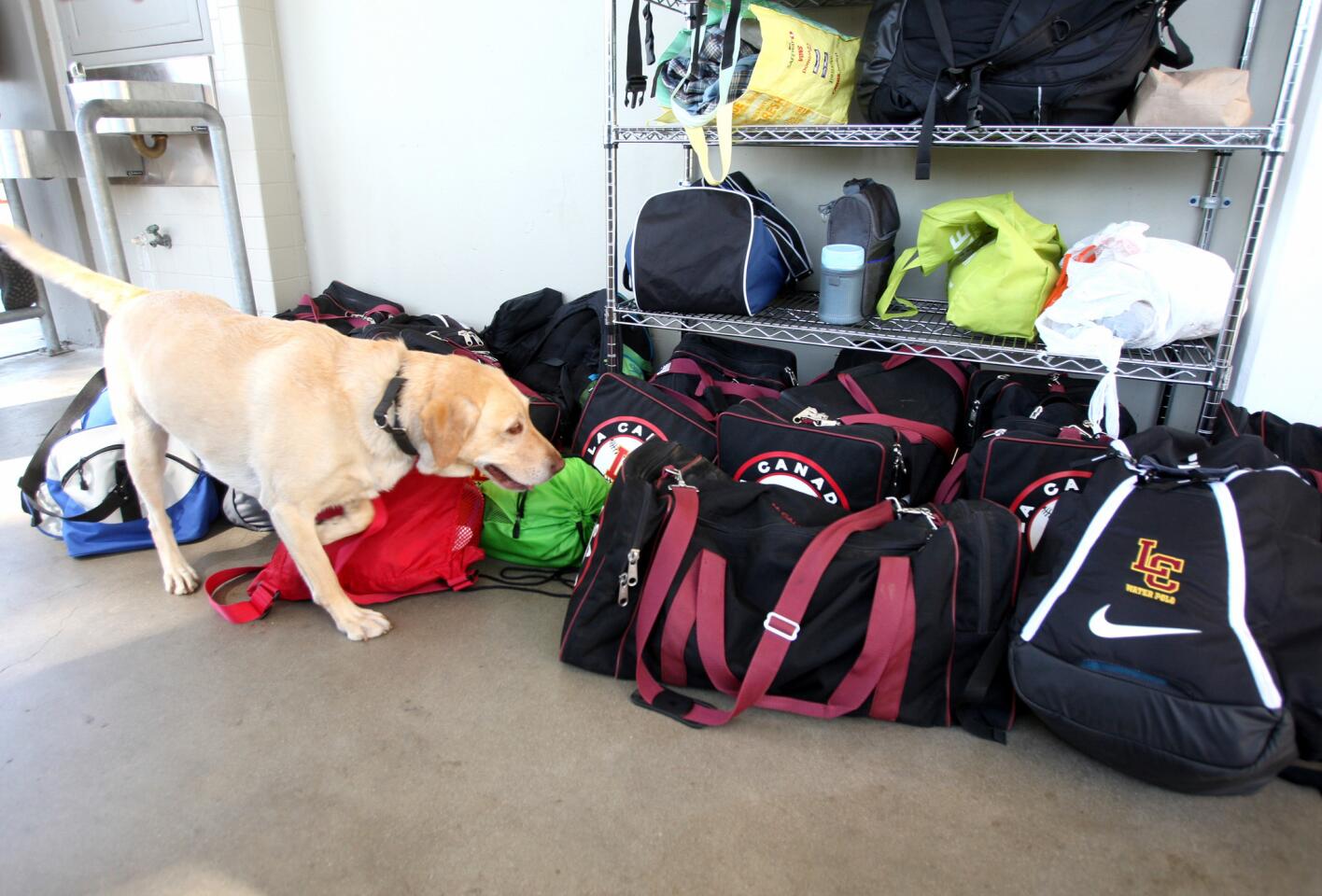 A contraband-sniffing dog named Cali, from Interquest Detection Canines, checks backpacks for any potential illegal substances at La Cañada High School in La Cañada Flintridge on Thursday, April 20, 2017. The dog also checked classrooms, lockers and parked cars.