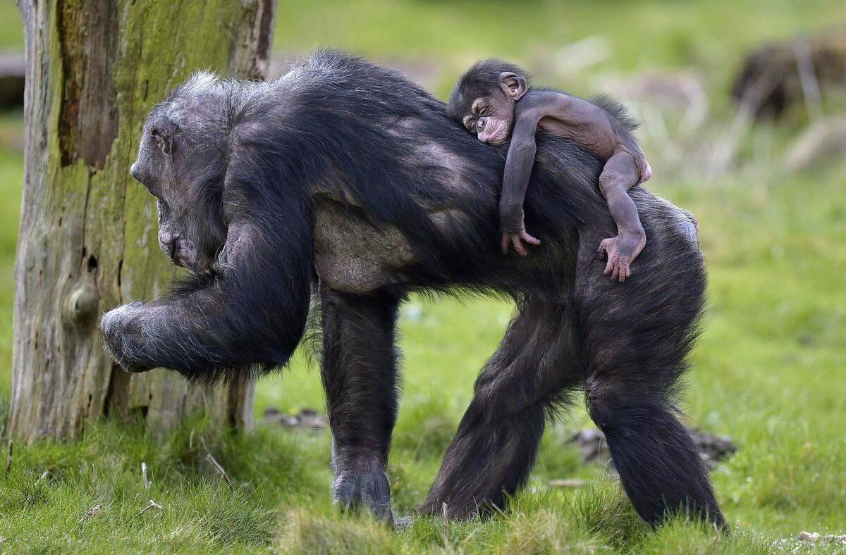 Baby chimpanzee Dayo sleeps on the back of its mother on a warm spring day, April 7, at the zoo in Gelsenkirchen, Germany.