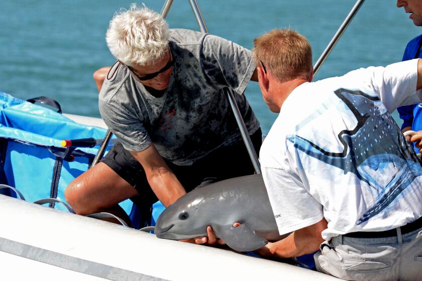 Handout pictured released by the Mexican Secretary of Environment and Natural Resources (Semarnat) showing scientists with a six-month-old vaquita marina porpoise calf -- the first ever caught as part of a bold program to save the critically endangered species, at the sea of Baja California State, Mexico, on October 18, 2017. The vaquita was released in the same spot it was captured in the Gulf of California -- the only place in the world vaquitas are found following advice of veterinarians because it was too young to be separated from its mother. The vaquita, the world's smallest porpoise, has been pushed to the brink of extinction by gillnets used to illegally fish for another species, the also endangered totoaba fish. / AFP PHOTO / Semarnat / HO / RESTRICTED TO EDITORIAL USE - MANDATORY CREDIT "AFP PHOTO / SEMARNAT / HO" - NO MARKETING NO ADVERTISING CAMPAIGNS - DISTRIBUTED AS A SERVICE TO CLIENTS HO/AFP/Getty Images ** OUTS - ELSENT, FPG, CM - OUTS * NM, PH, VA if sourced by CT, LA or MoD **