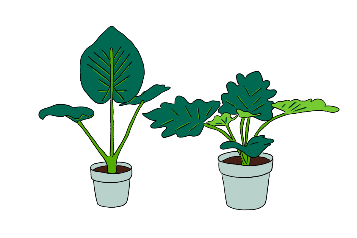 illustrations of Philodendron selloum and Alocasia Regal Shields