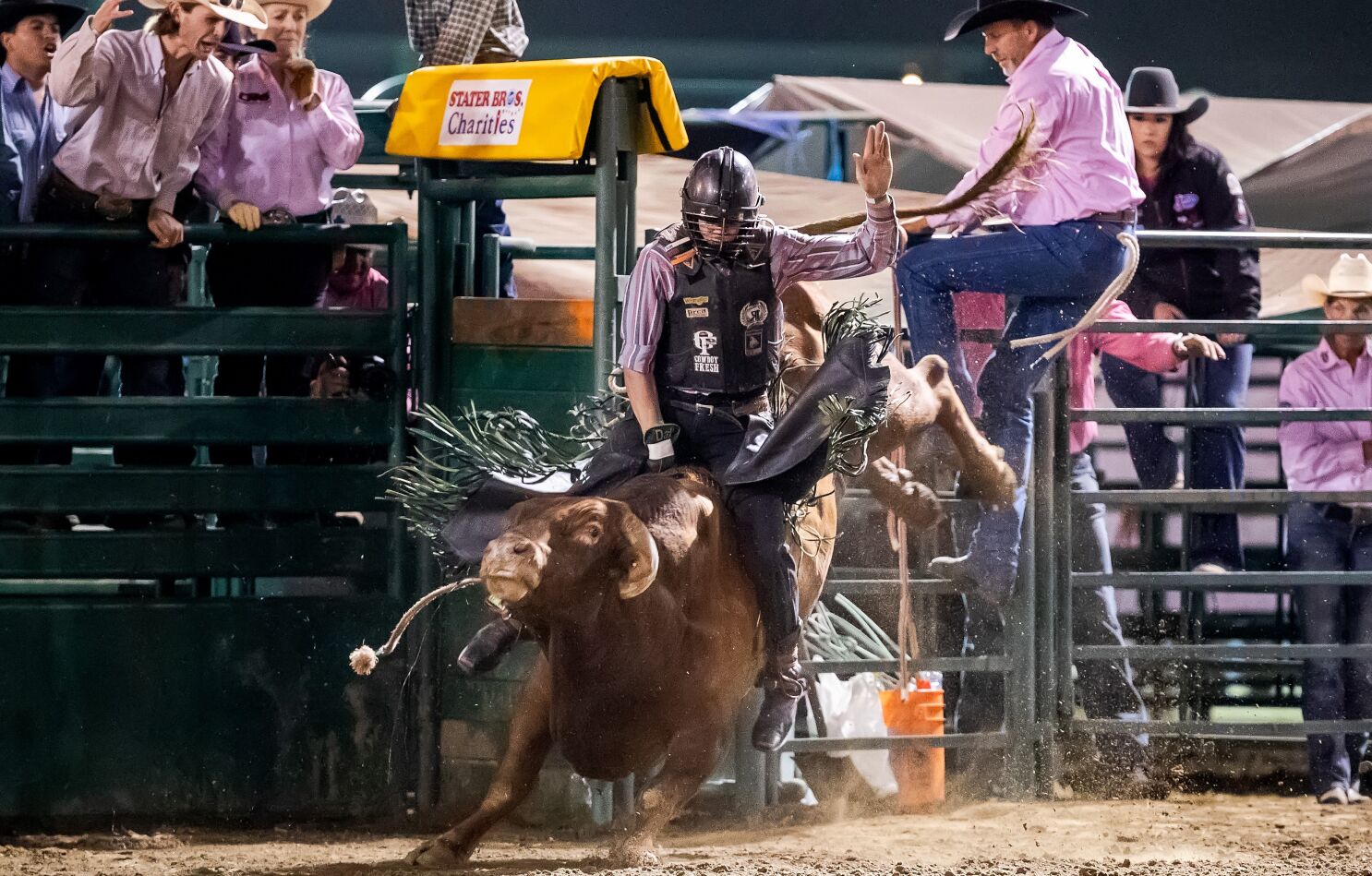 rodeo bulls