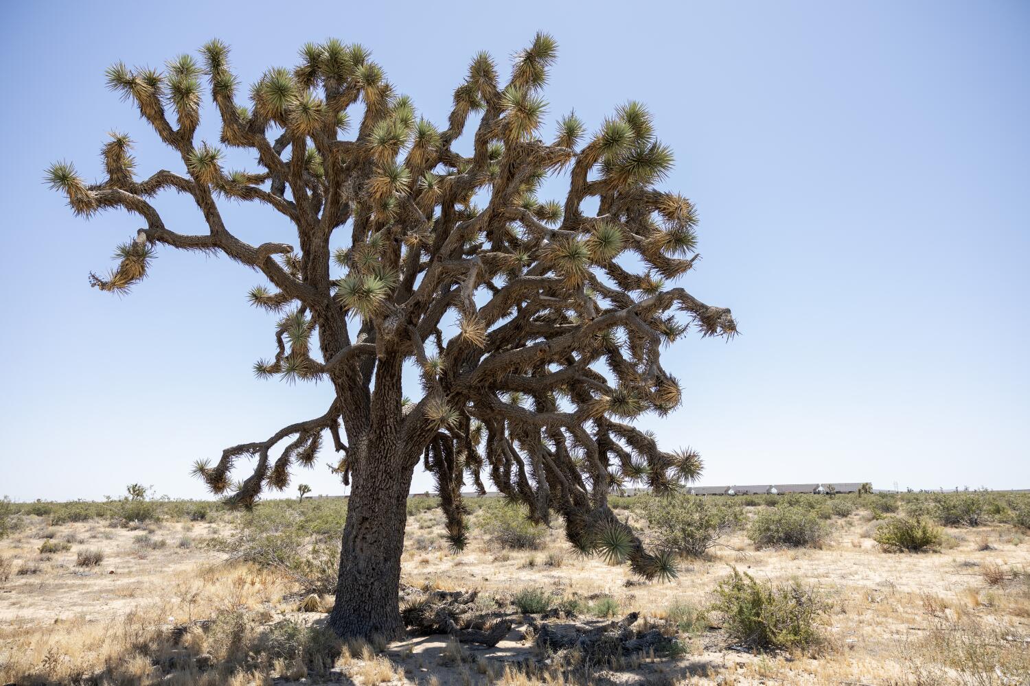 Image for display with article titled Solar Project to Destroy Thousands of Joshua Trees in the Mojave Desert