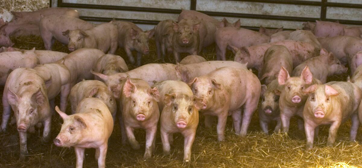 Yorkshire-Duroc mixed-breed hogs on a farm 