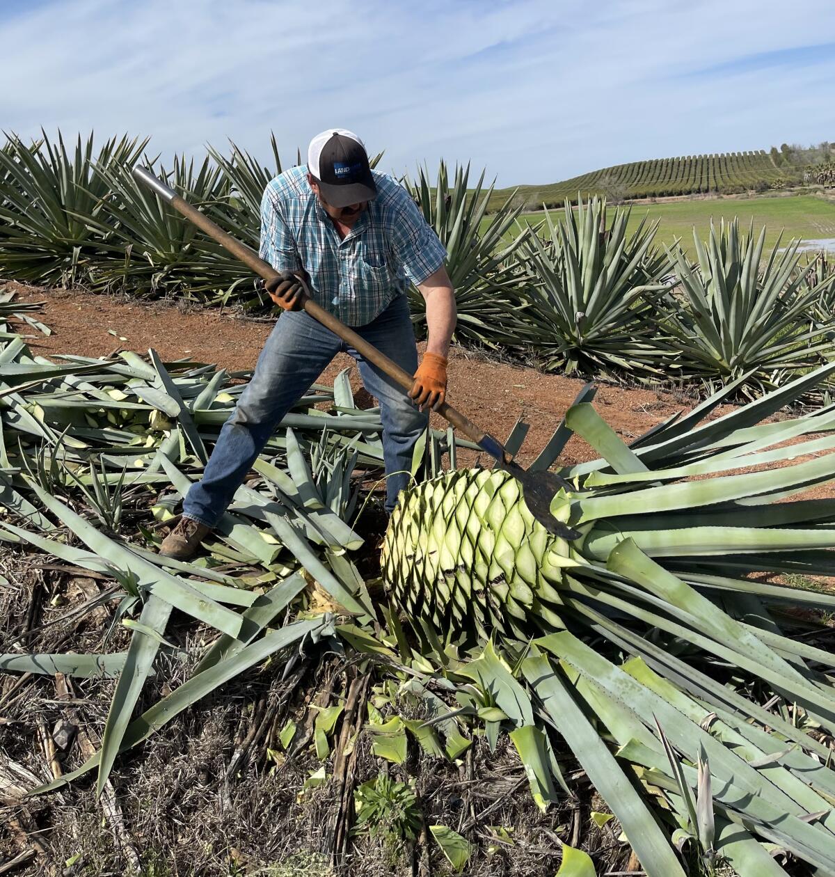 Farmer Raul Chavez slices leaves off an agave  