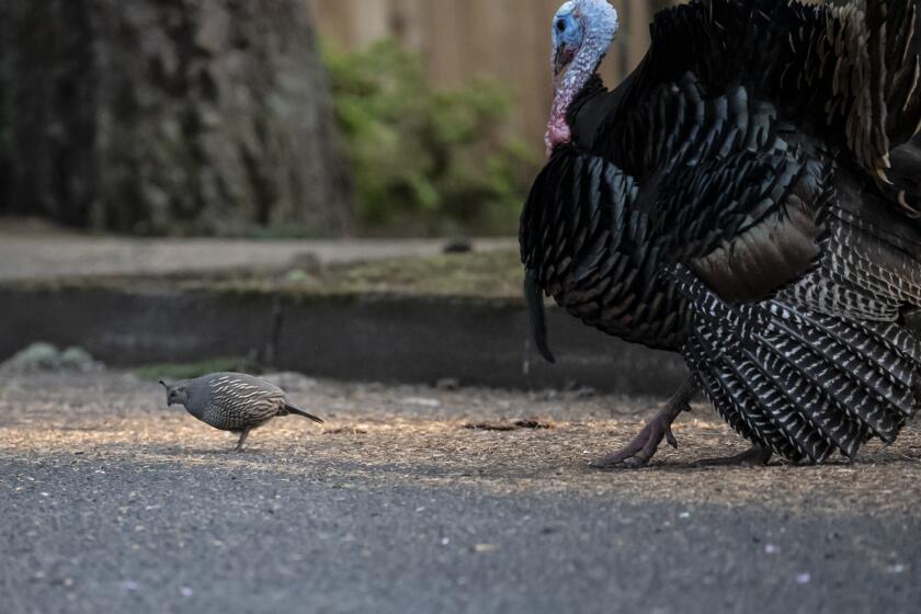 A lone quail stands next to a male turkey 