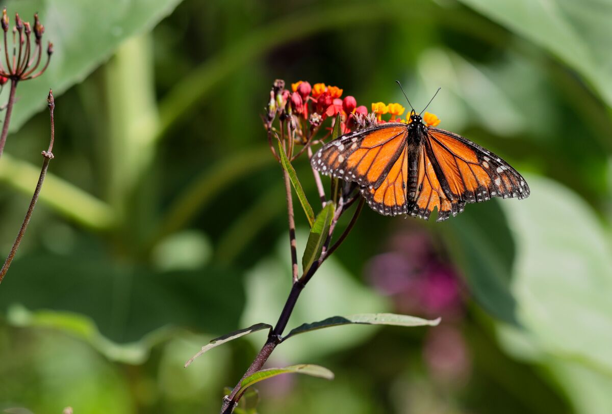 A monarch butterfy sits on a milkweed flower in Terry Meaney's backyard on Mount Soledad in La Jolla on June 26.