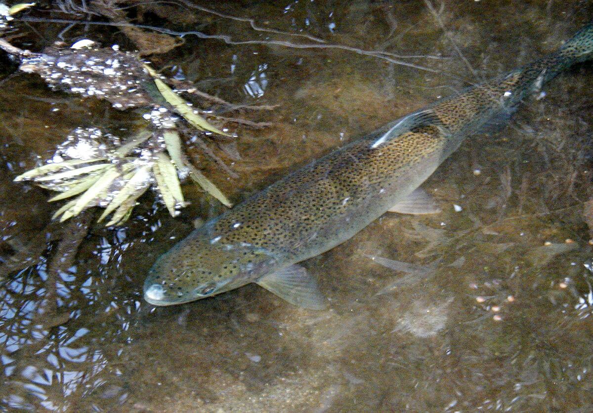 An adult steelhead trout, seen from above, in the San Luis Rey River.