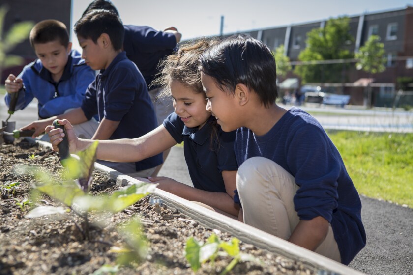 Children garden at a "green schoolyard" in Pennsylvania