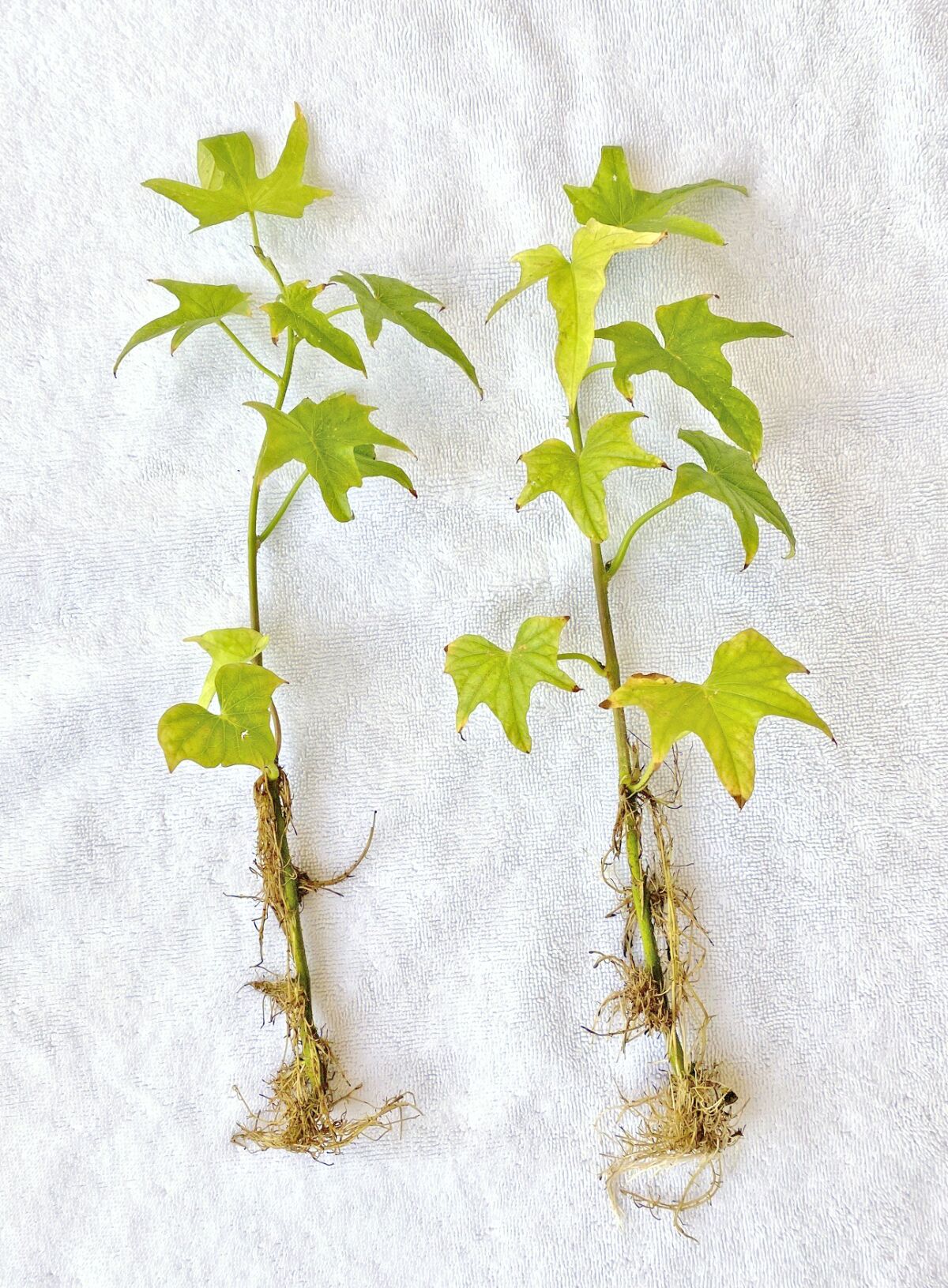 Sweet potatoes propagate by new growth from buds and are called slips.