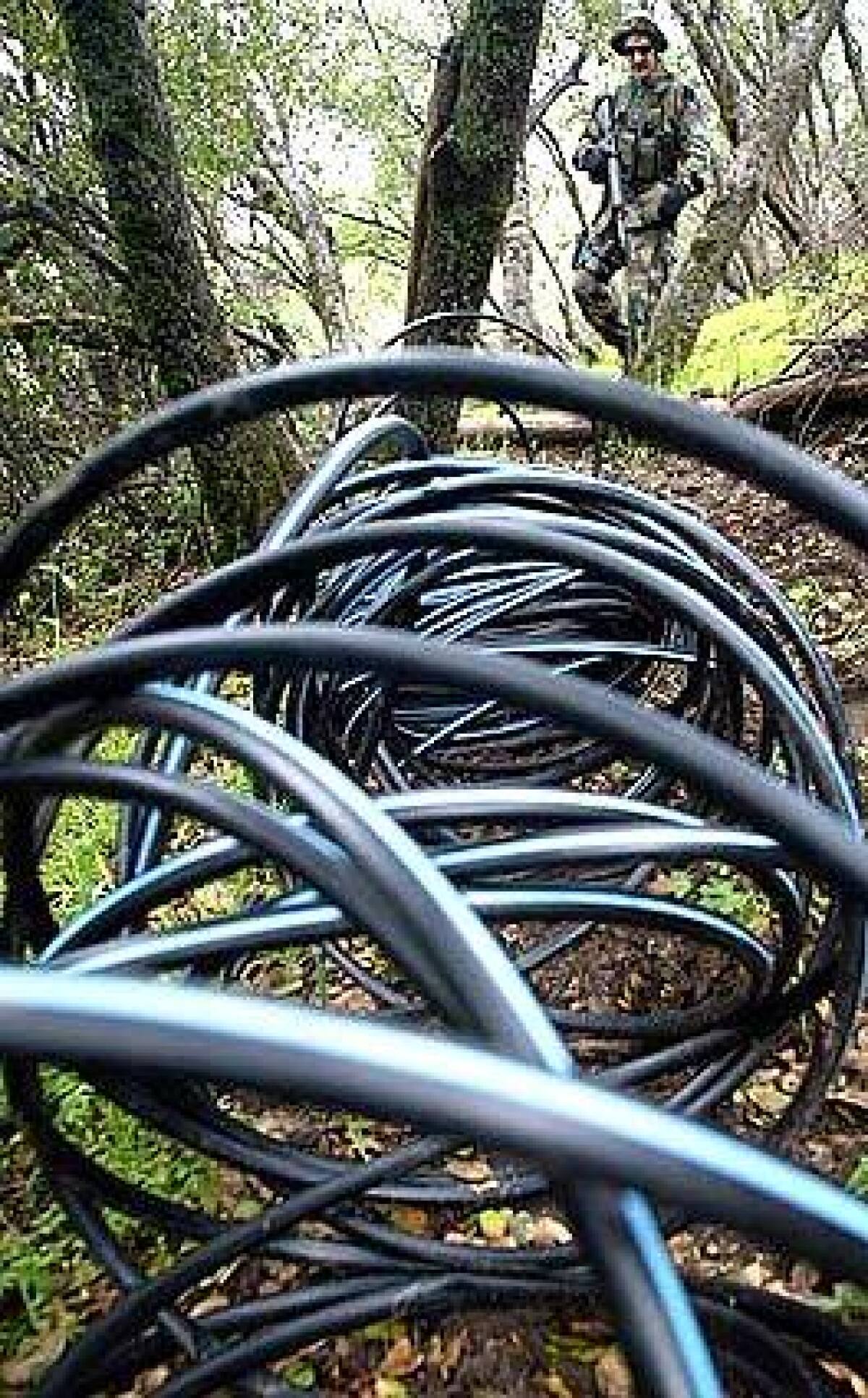 Coils of irrigation hose used by Sequoia pot growers.