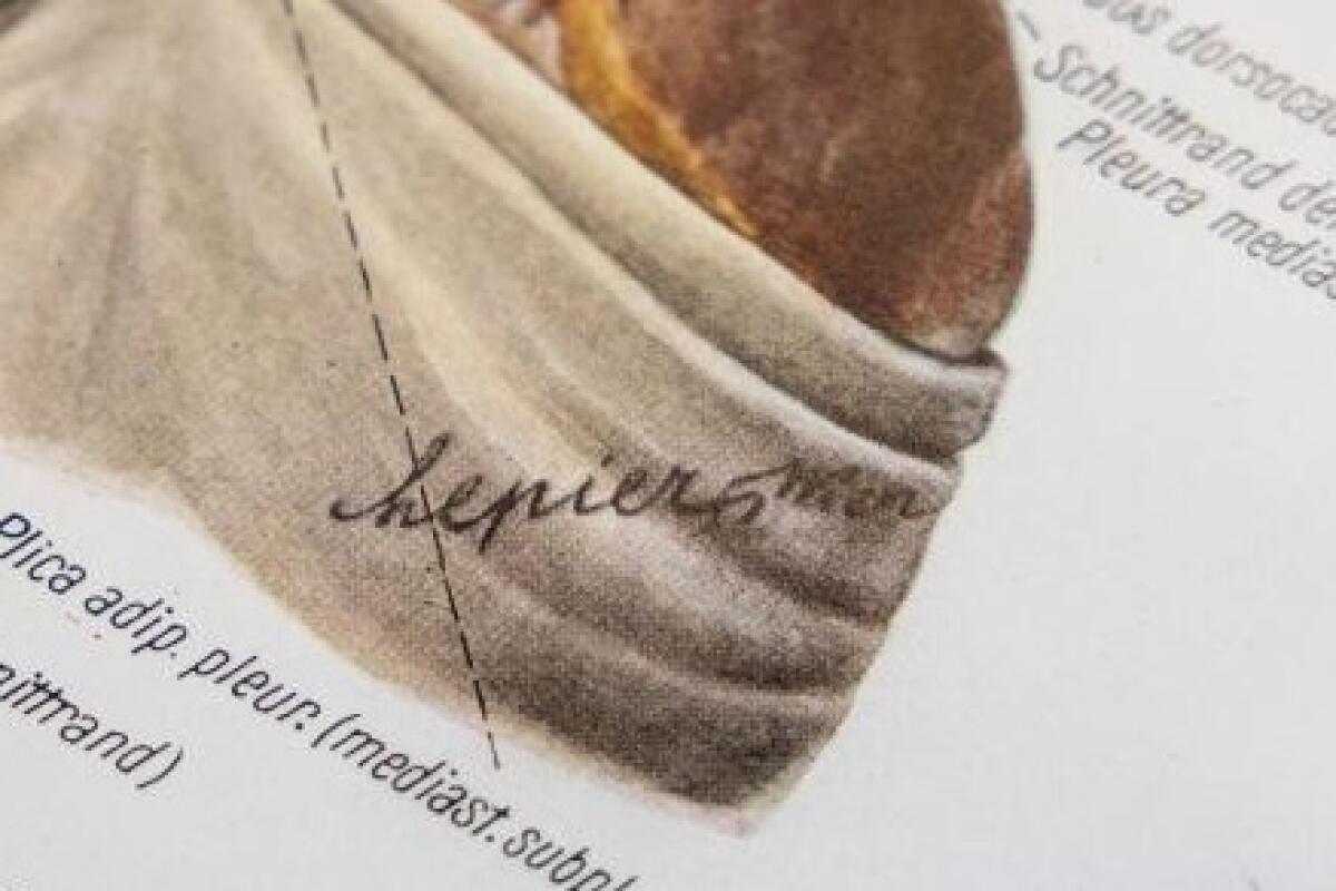 A close-up image of a corner of an illustration in a Pernkopf atlas volume. The artist added a swastika to his signature.