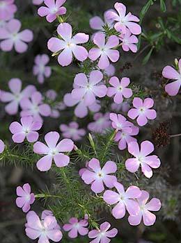 Prickly phlox