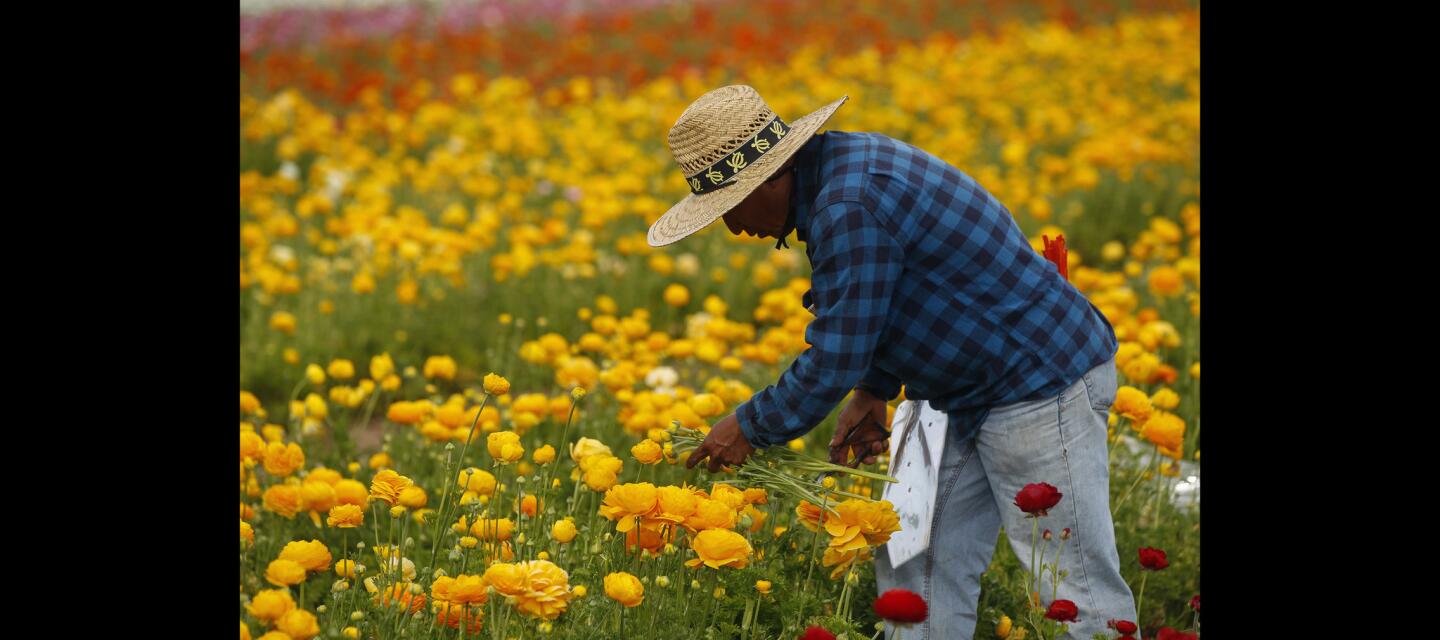 The Flower Fields of Carlsbad