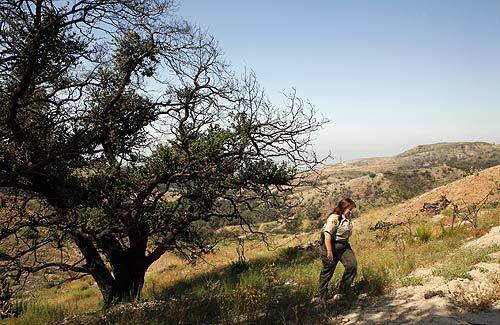 Senior Park Ranger Vicky Malton walks near a burned oak tree that is sprouting new growth in Limestone Canyon and Whiting Ranch Wilderness Park. Life is returning to the park, which will reopen this weekend for the first time since the 2007 Santiago fire.