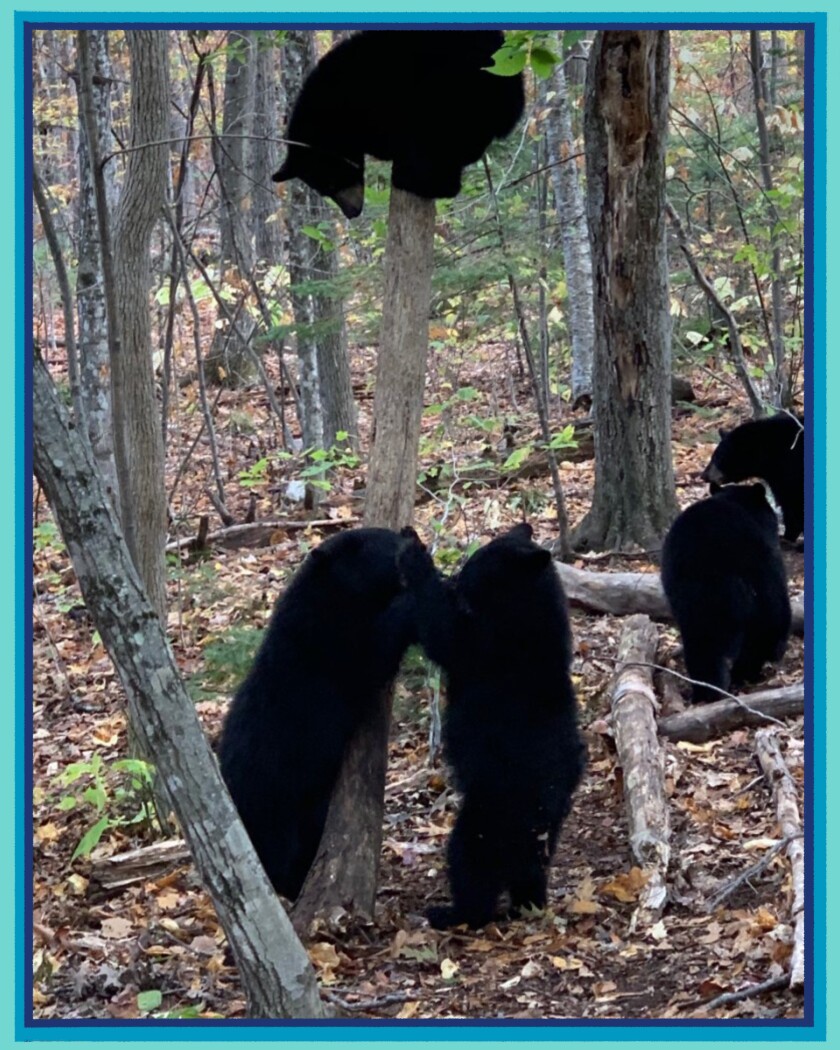 Black bear cubs at the Kilham Bear Center in Lyme, N.H.