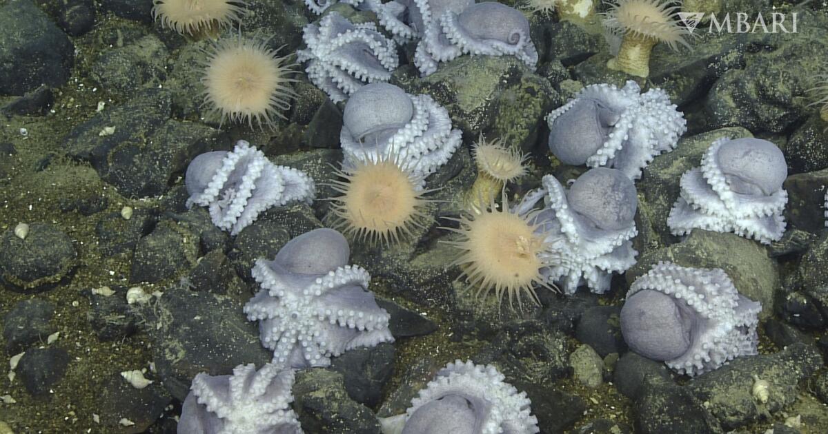 Just off California, octopuses are converging by the thousands. Here’s why