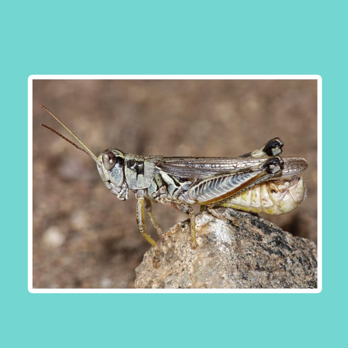 A male migratory grasshopper.