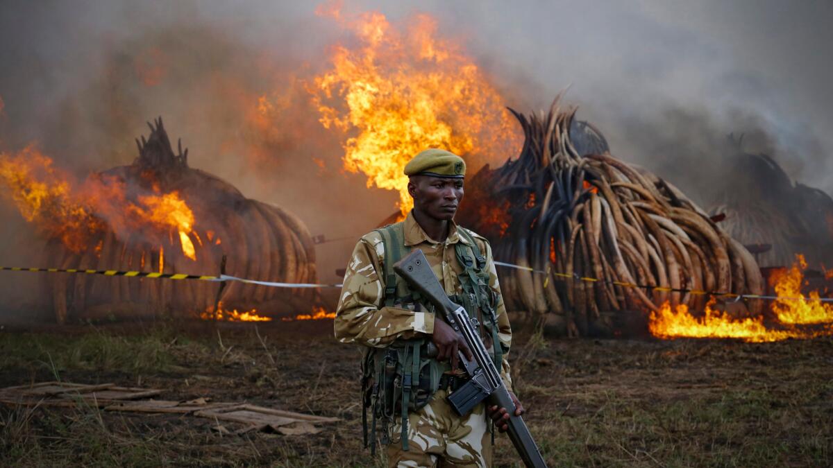 A Kenya wildlife ranger stands guard in front of a burning pile of elephant tusks seized from poachers.