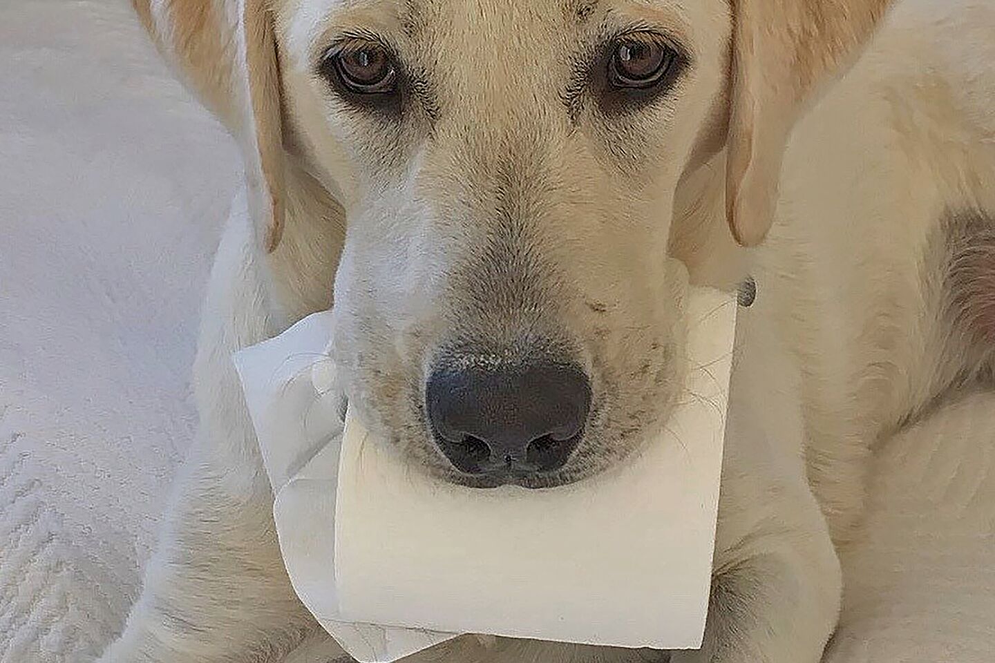 Photo of the Week Dog Toilet Paper March 2020-jpg.jpg
