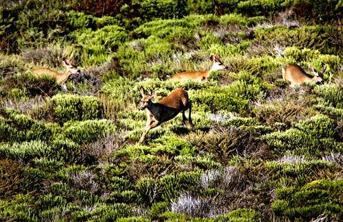 Robinson Jeffers' Big Sur