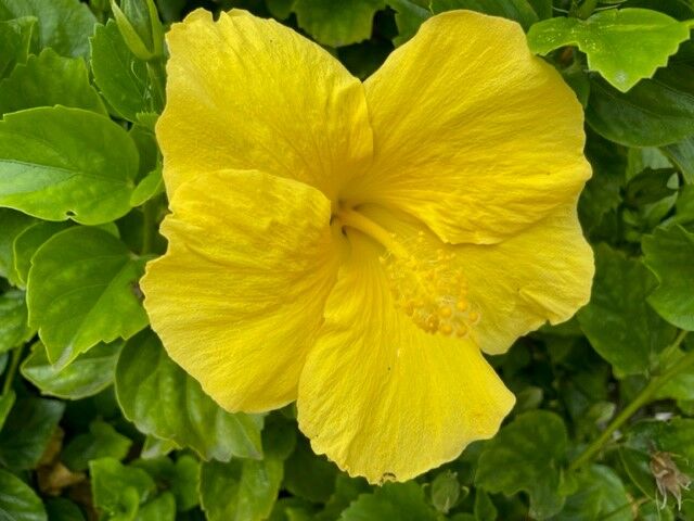 Anne Spackman yellow hibiscus at White Sands.jpg
