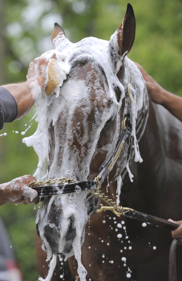 Goldencents gets a bath after his morning workout at Pimlico.