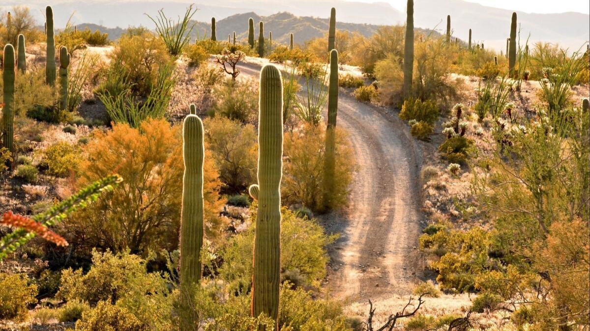 The fastest way to Cabeza Prieta National Wildlife Refuge, near Ajo, Ariz., from L.A. may mean using I-10 to get you to the state highway that takes you there.