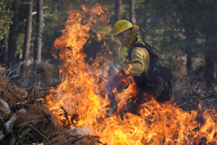 A firefighter uses a drip torch to ignite several prescribed pile burns on Mount Laguna