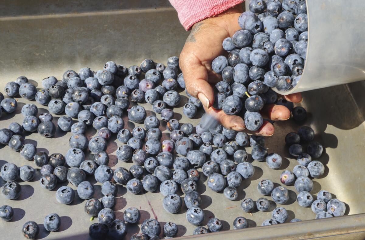 An overflowing container of blueberries spilled onto a tabletop