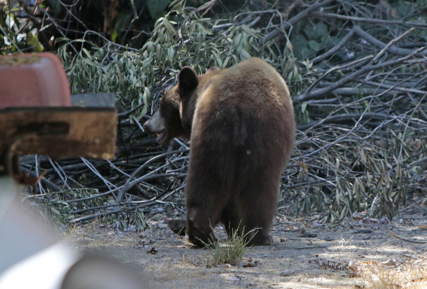 A bear cub, which was spotted roaming around a Monrovia neighborhood less than a half-mile from the Angeles National Forest in July 2014.