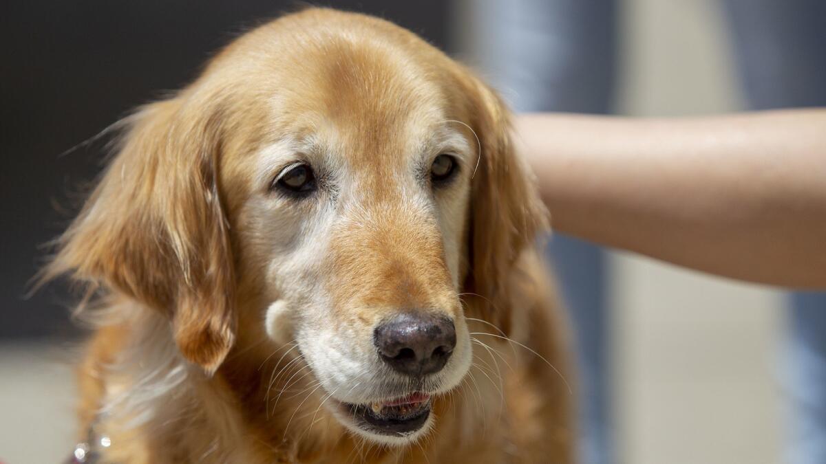 Lola, a 6-year-old golden retriever, is a therapy dog for clients of the New Directions for Women Foundation in Costa Mesa.