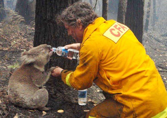 Deadly wildfires in Australia