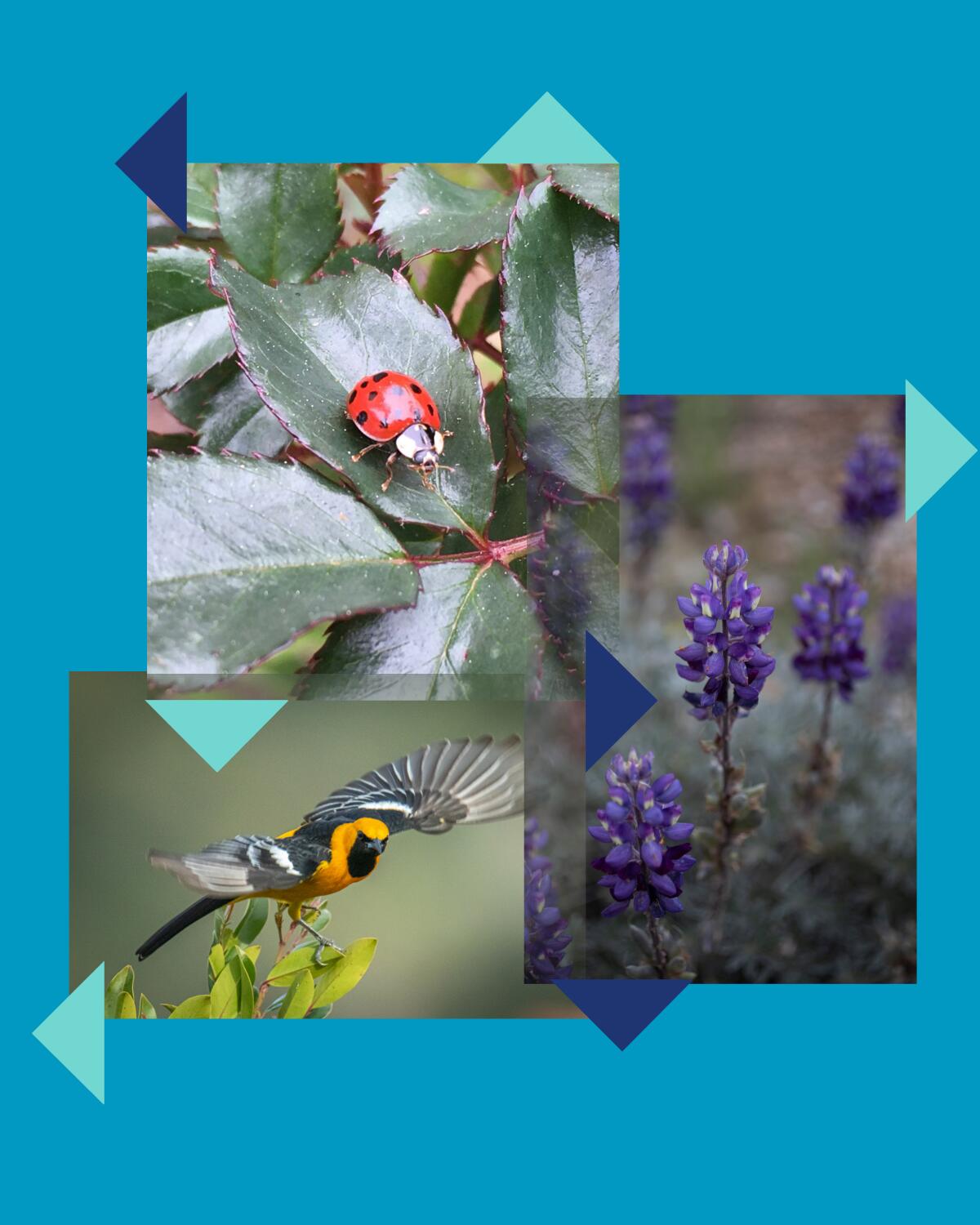 Photo of a lady bug, hooded oriole and lupine.