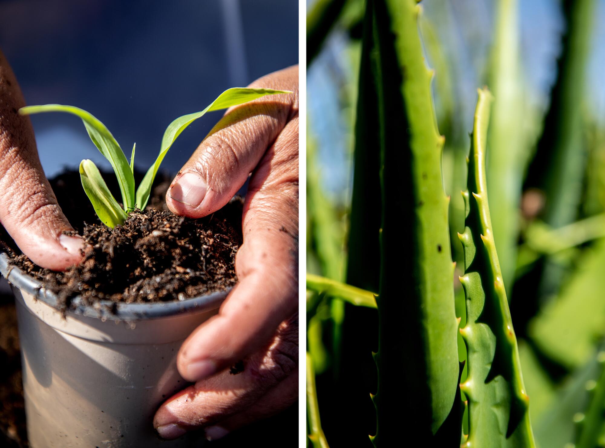 Two photos side by side, one of hands planting a small plant and one of a closeup view of an aloe plant.