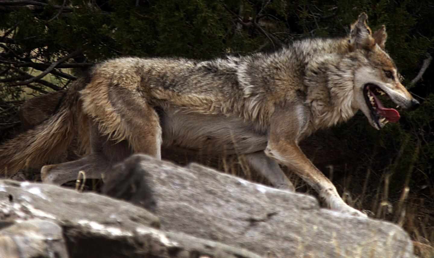 A female Mexican gray wolf runs around in a holding pen at the Sevilleta National Wildlife Refuge in New Mexico in 2009. This animal is distinguished by burn scars to its ears, which were sustained when a wildfire nearly overran its pen at another holding site.